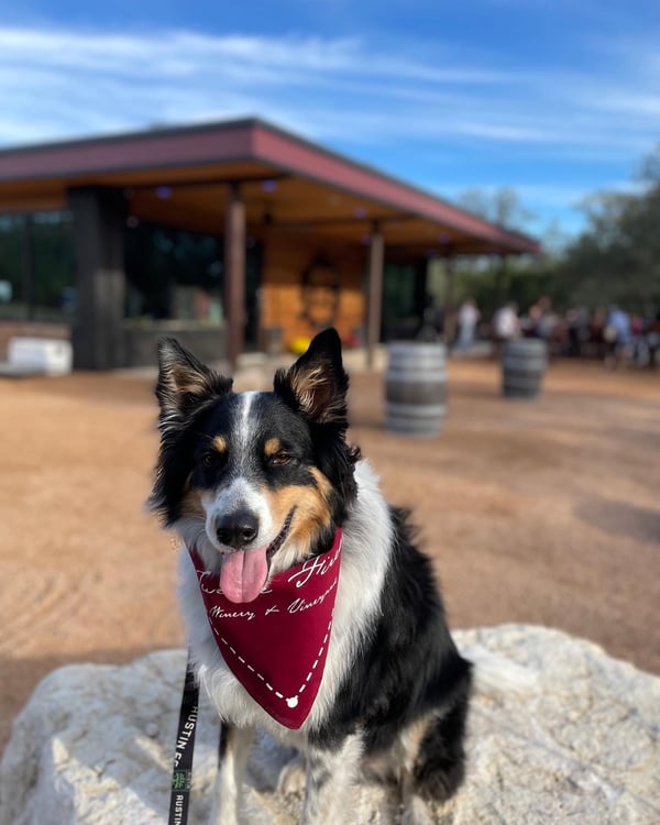 Friendly border collie at pet-friend 12 Fires