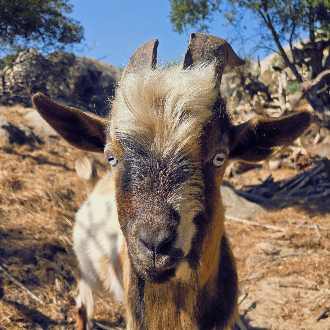Friendly farm animals