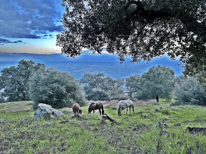 Captura de pantalla 2025-12-02 141210