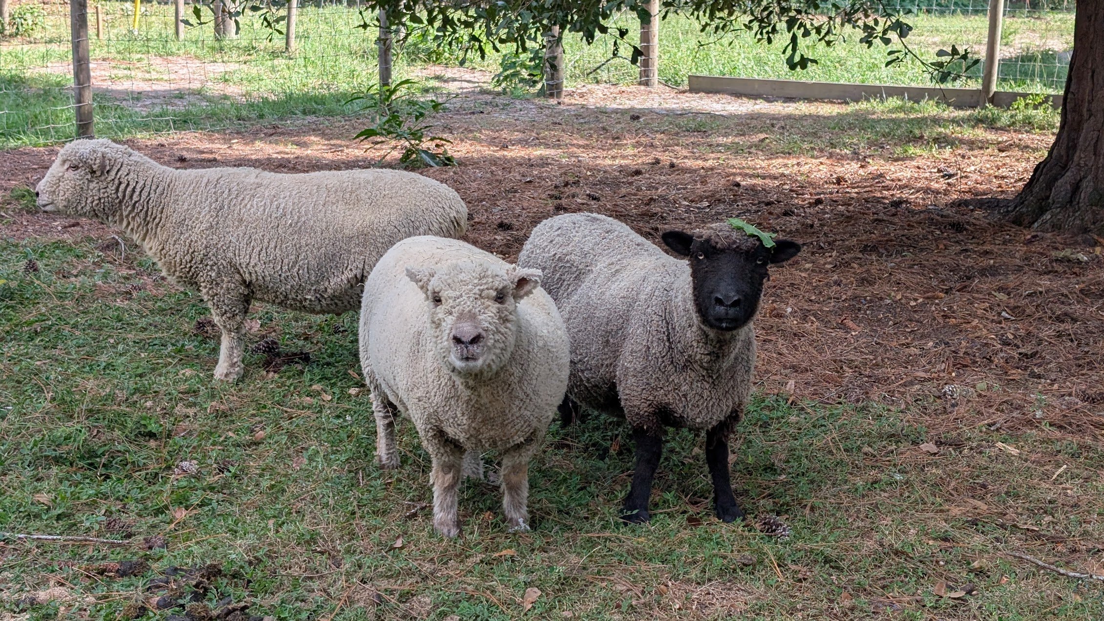 PXL_20250924_202335319