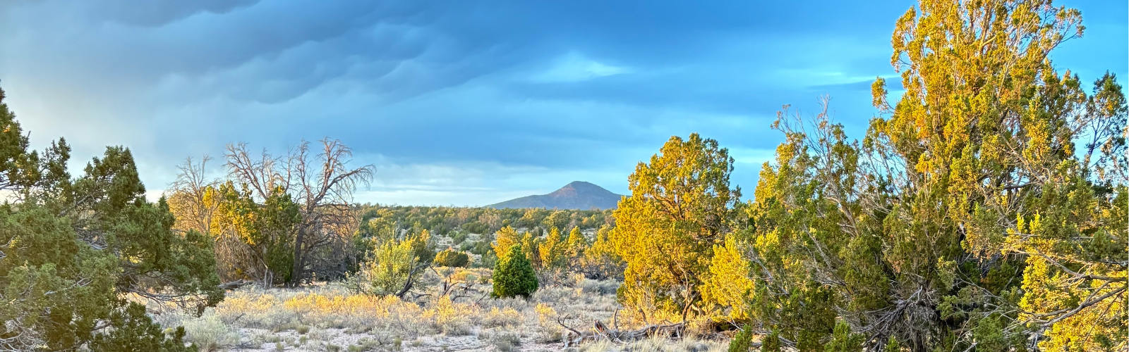 Stay Tuned Texas! (1600 x 500 px)