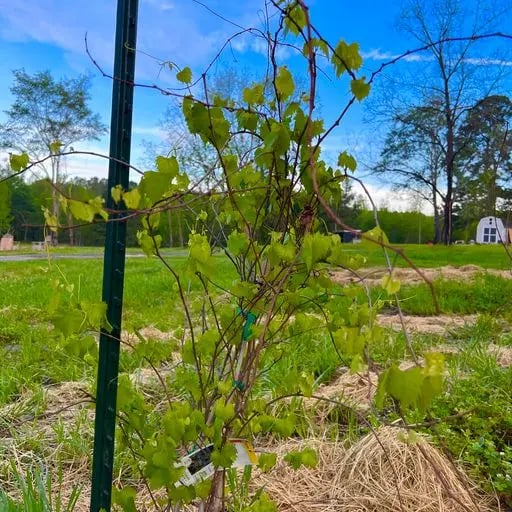 grape vines growing on the farm at Glamping Remote, Texas